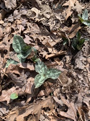 Trillium cuneatum