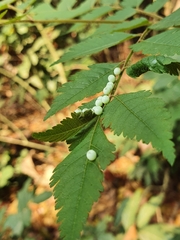 Tessaratoma papillosa