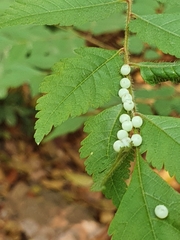 Tessaratoma papillosa