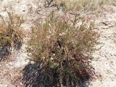 Eriogonum fasciculatum