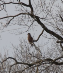 Haliaeetus leucocephalus