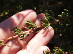 Eriogonum fasciculatum