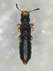 Carpelimus probus