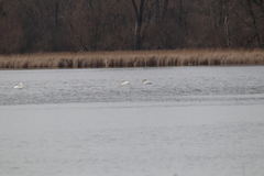 Pelecanus erythrorhynchos