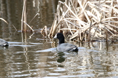 Fulica americana