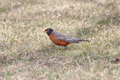 Turdus migratorius