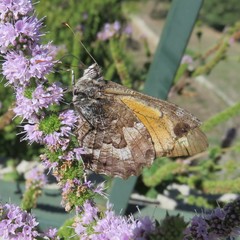 Hipparchia aristaeus