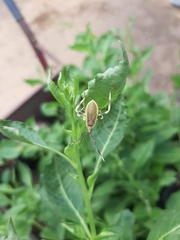 Holhymenia histrio