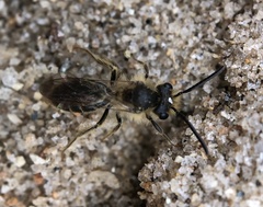 Parandrena