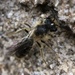 Andrena nida - Photo (c) James Kindt, algunos derechos reservados (CC BY), subido por James Kindt