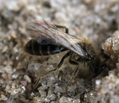 Parandrena