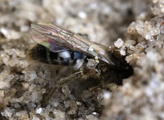 Parandrena