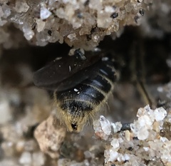 Parandrena