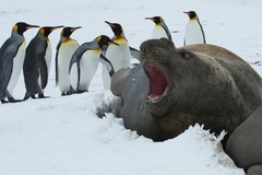 Southern Elephant Seal photo 6