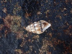 Cerithium atromarginatum