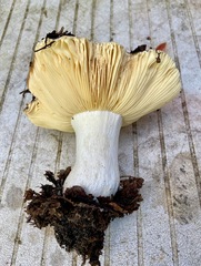 Russula basifurcata