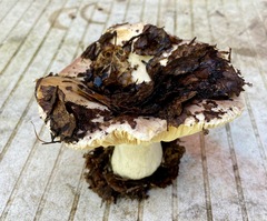 Russula basifurcata