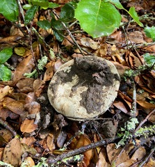 Russula basifurcata