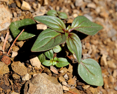 Sairocarpus vexillocalyculatus vexillocalyculatus