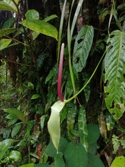 Anthurium palosecense