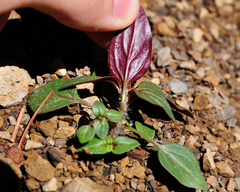 Sairocarpus vexillocalyculatus vexillocalyculatus