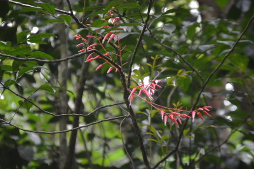 Quassia amara (Quassia amara)