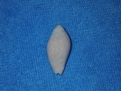 Pterygia