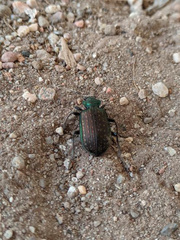 Calosoma alternans