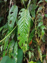 Anthurium palosecense