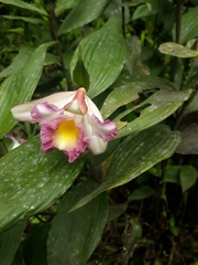 Sobralia ecuadorana