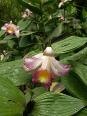 Sobralia ecuadorana