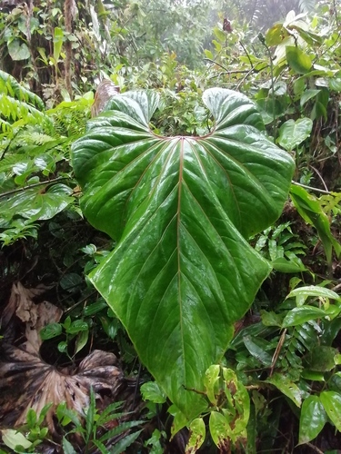 Anthurium antonioanum image