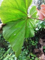 Anthurium antonioanum