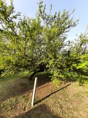 Vachellia caven