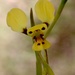 Tableland Donkey Orchid - Photo (c) Ernst Weiher, some rights reserved (CC BY-NC), uploaded by Ernst Weiher
