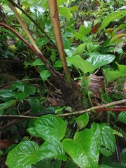 Anthurium antonioanum