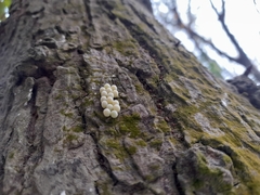 Tessaratoma papillosa