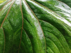 Anthurium antonioanum