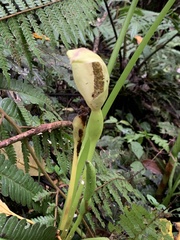 Xanthosoma crassinervium