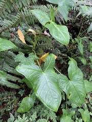 Xanthosoma crassinervium