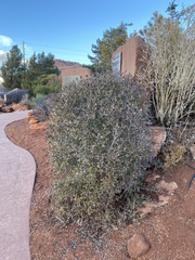 Ceanothus pauciflorus