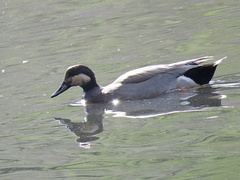 Anas acuta × Mareca strepera