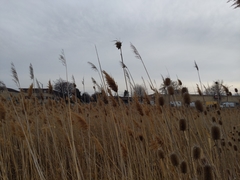 Calamomyia phragmites