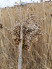 Calamomyia phragmites