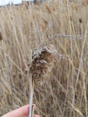 Calamomyia phragmites