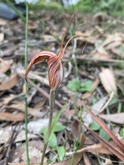 Pterostylis coccina