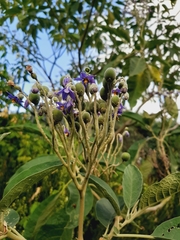 Solanum granulosoleprosum
