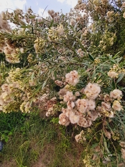 Baccharis punctulata