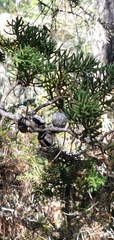 Cupressus pygmaea