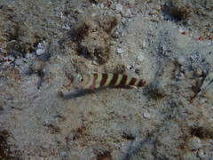 Amblyeleotris wheeleri